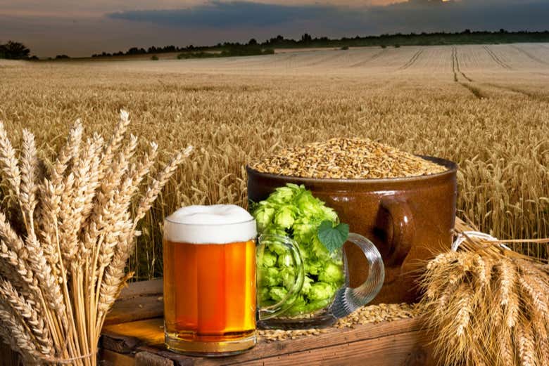 Immerse yourself in the best of Belgian culture