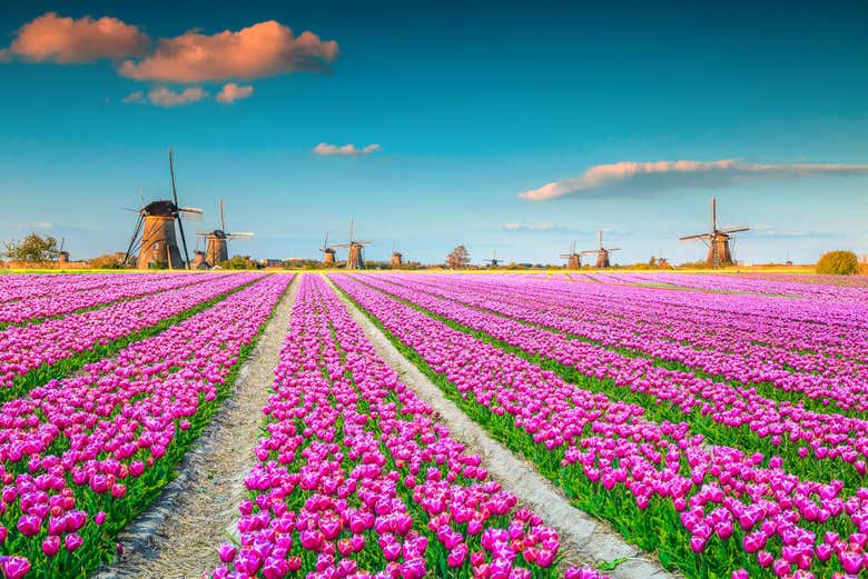 Windmills and tulip fields