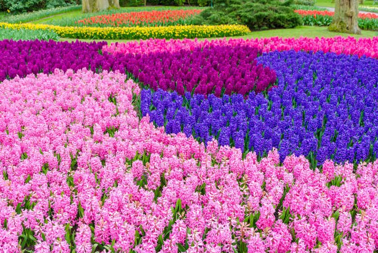 Colorful tulips at Keukenhof